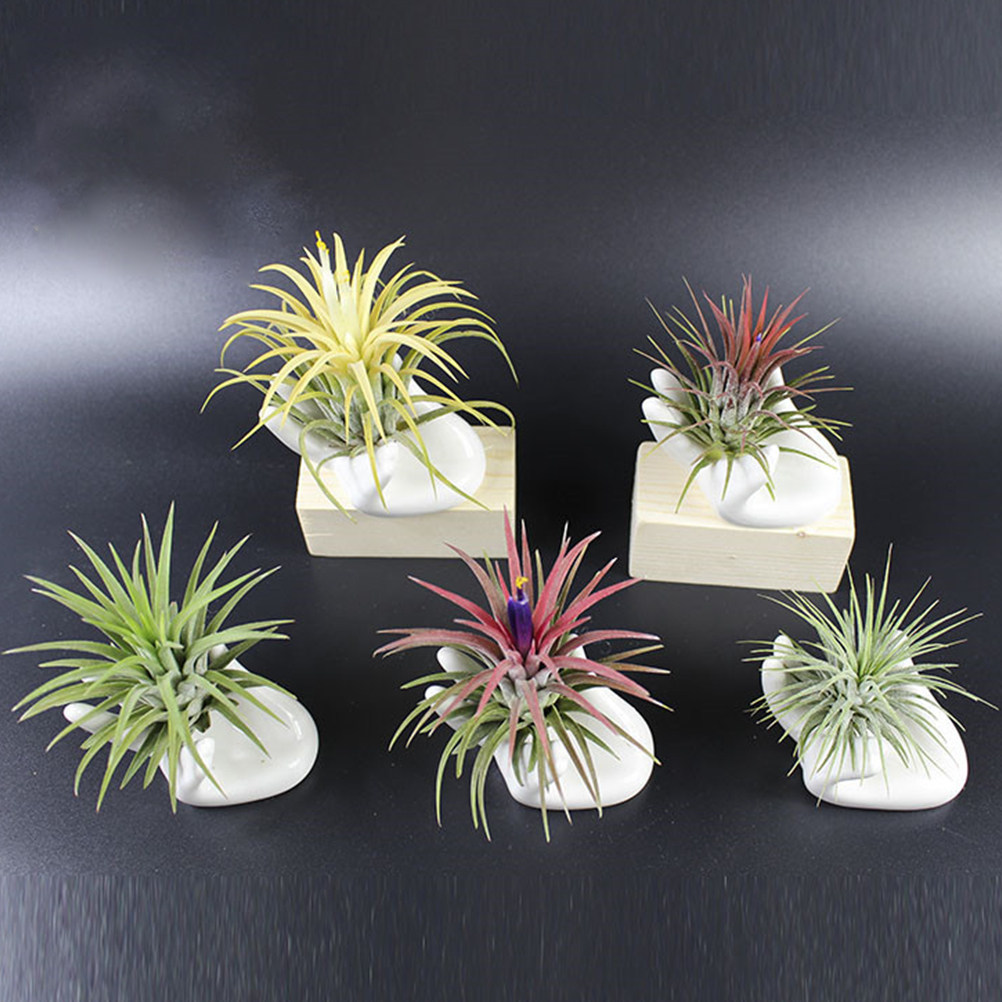 Air Plant Tillandsia - 8Pcs Ceramic Finger Ocarina Base Air