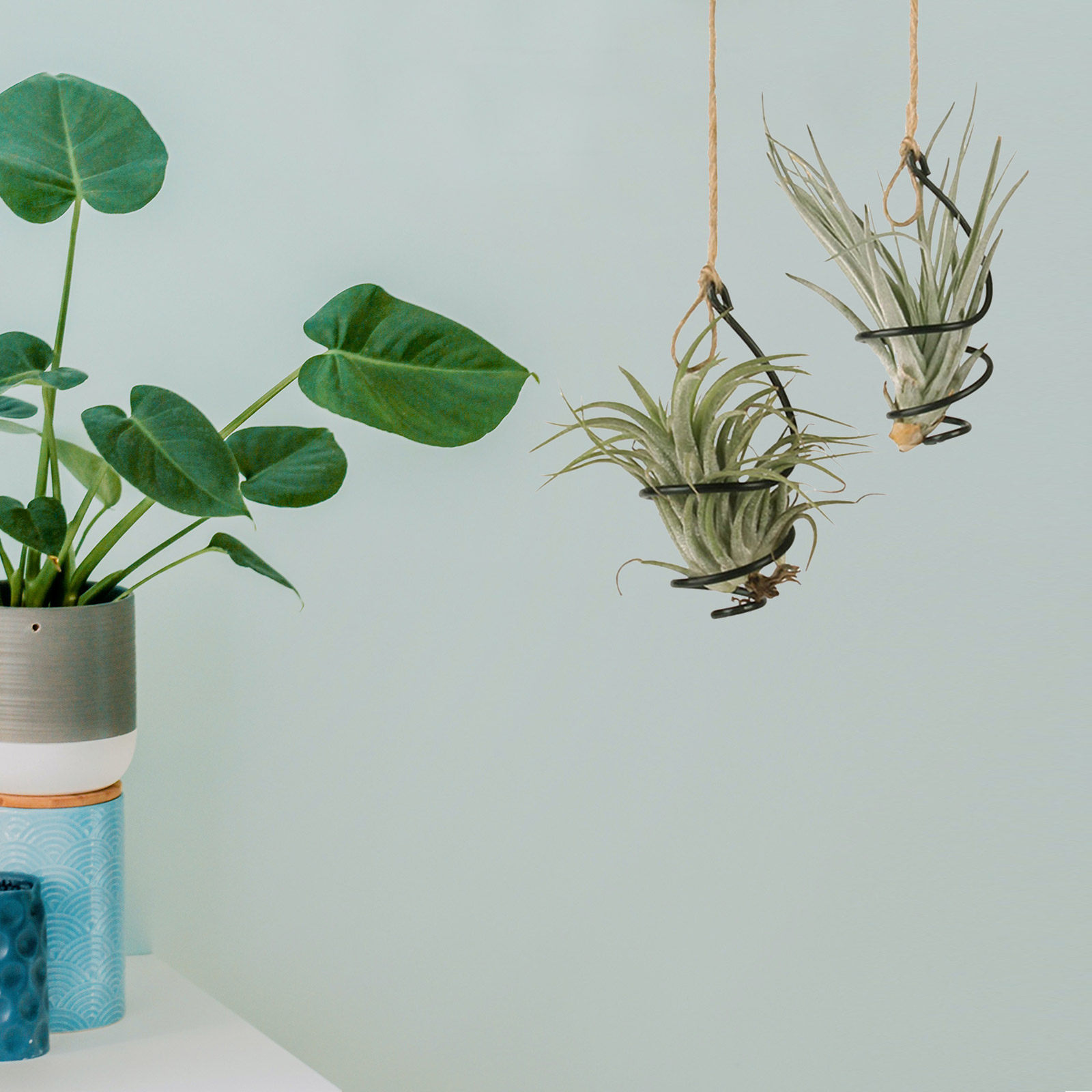 12Set Hanging Air Plant Holder - Air Plant Tillandsia ulasan dan harga