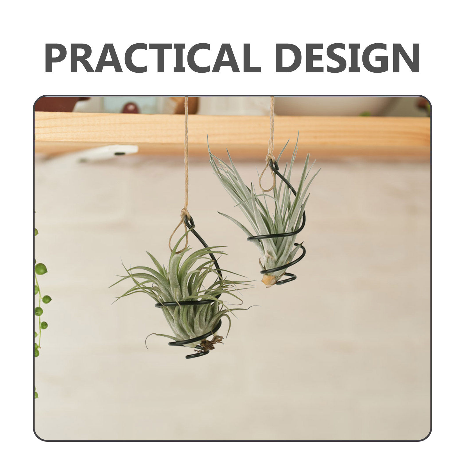 12Set Hanging Air Plant Holder - Air Plant Tillandsia ulasan dan harga