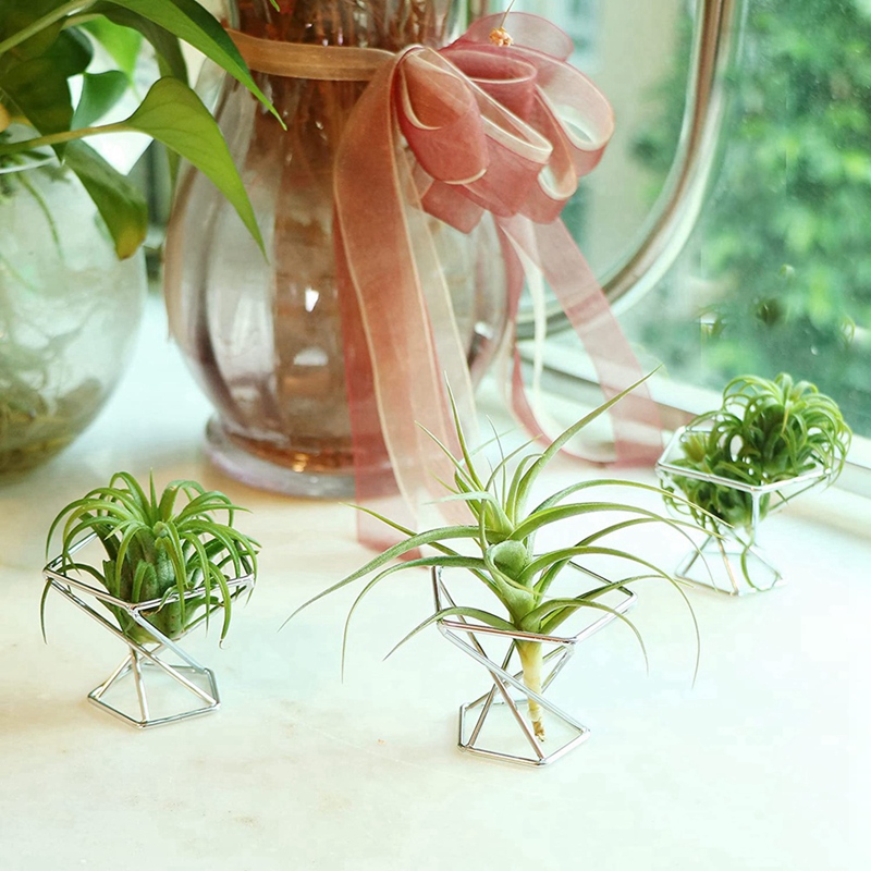 Pack 5 Air Plant Holder Air Pl - Air Plant Tillandsia ulasan dan harga