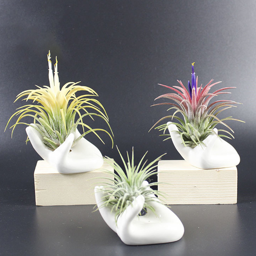 8Pcs Ceramic Finger Ocarina Ba - Air Plant Tillandsia ulasan dan harga